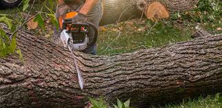 Best Emergency Tree Removal  in Calera, OK