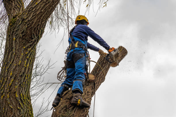 Best Root Management and Removal  in Calera, OK