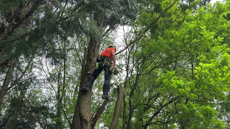 Best Tree Removal  in Calera, OK