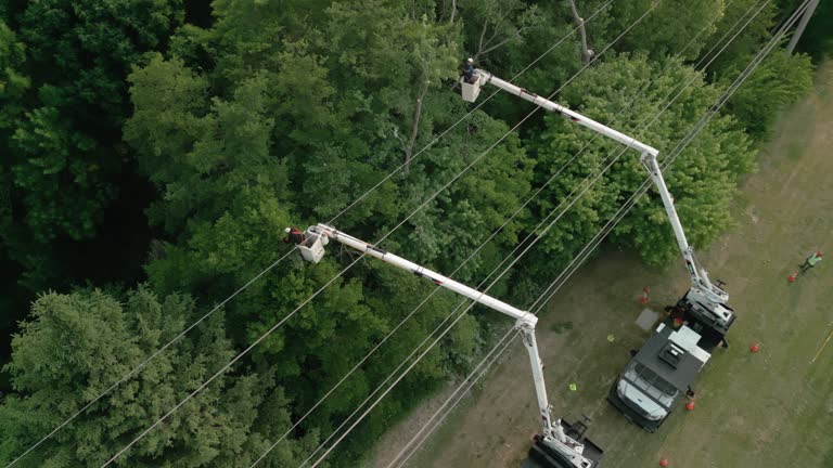 Best Fruit Tree Pruning  in Calera, OK